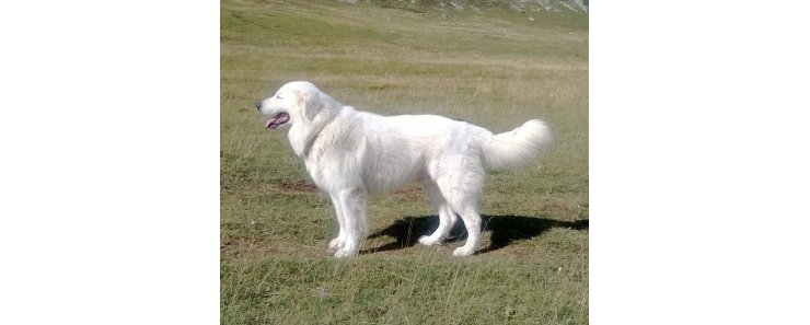 Маремма-абруццкая овчарка (Мареммано-абруццкая овчарка, маремма) / Maremma Sheepdog (Pastore Abruzzese, Cane da Pastore Maremmano-Abruzzese)