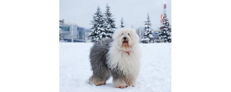 Бобтейл (Староанглийская овчарка) / Bobtail (Old English Sheepdog)