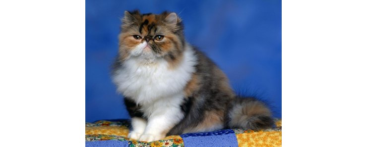 Персидская кошка (Перс) / Persian Cat