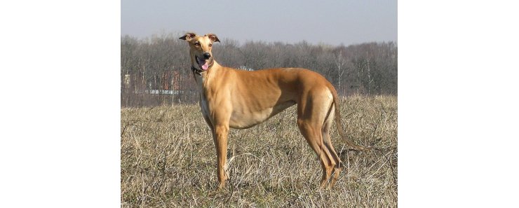 Английская борзая (Грейхаунд) / Greyhound (English Greyhound)