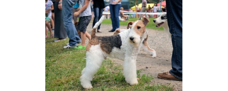 Жесткошерстный фокстерьер / Wire Fox Terrier (Wire-Haired Fox Terrier)