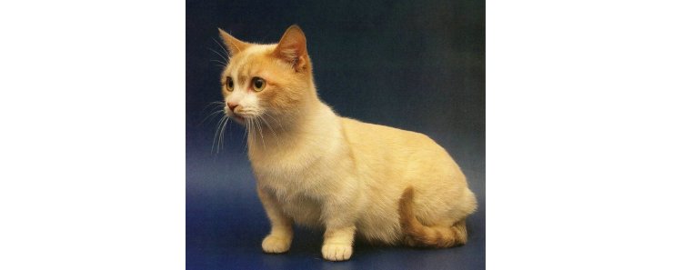 Манчкин / Munchkin Cat