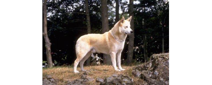 Ханаанская собака / Canaad Dog (Kelef K'naani, Israel Canaan Dog)