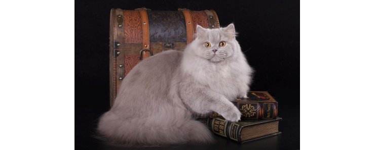 Британская длинношерстная кошка / British Longhair Cat (Britanica, Highlander, Lowlander)