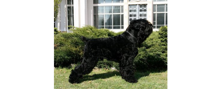 Черный терьер (Русский черный терьер) / Black Russian Terrier (Russkiy Chernniy Terrier)