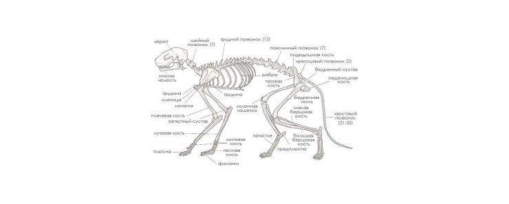 Анатомия кошек
