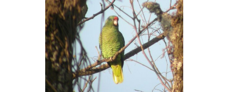 Тукуманский амазон / Amazona Tucumana