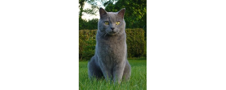Шартрез (Картезианская кошка) / Chartreux Cat - PetsPoint.ru