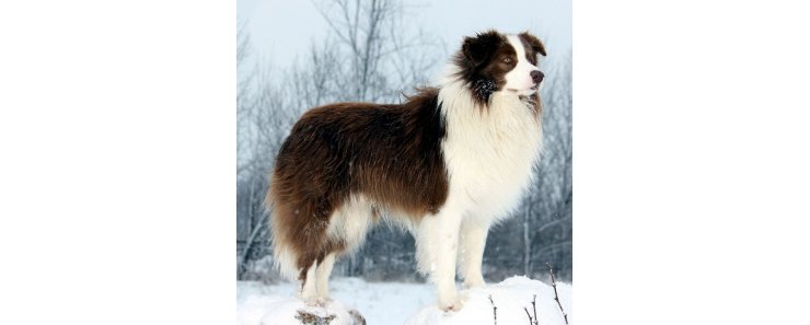 Бордер-колли / Border Collie