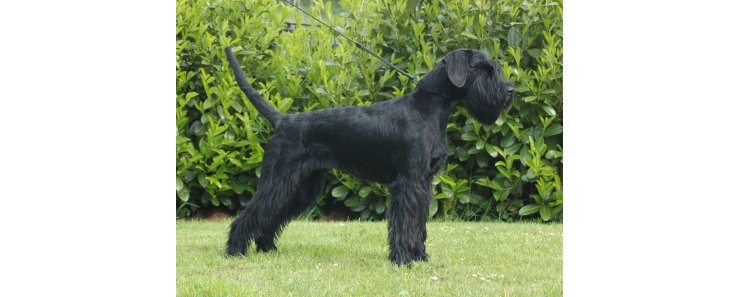 Ризеншнауцер (Гигантский шнауцер) / Riesenschnauzer (Giant Schnauzer)