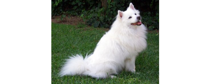 Американский эскимосский шпиц / American Eskimo Spitz