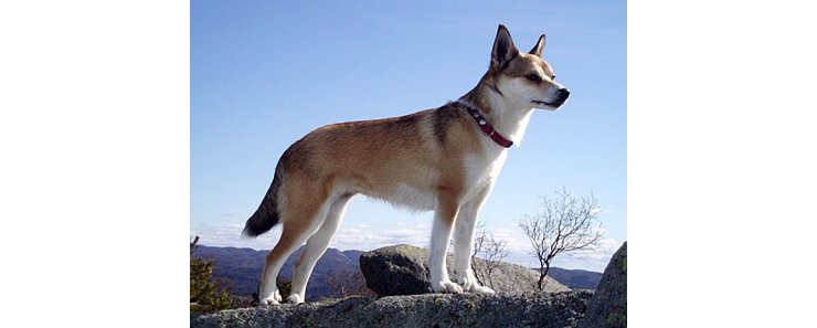 Лундехунд (Норвежская тупиковая лайка) / Norwegian Lundehund (Lundehund, Norwegian Puffin Dog)