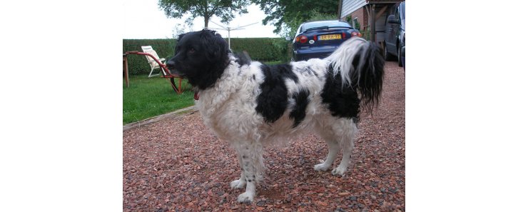 Веттерхун (Голландский водяной спаниель) / Wetterhoun (Otterhoun, Dutch Spaniel)