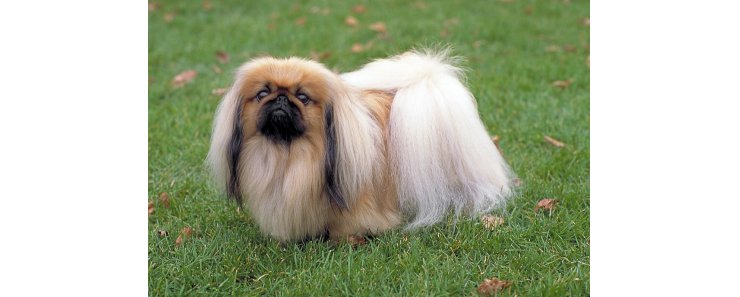 Пекинес / Pekingese (Peking Palasthund)