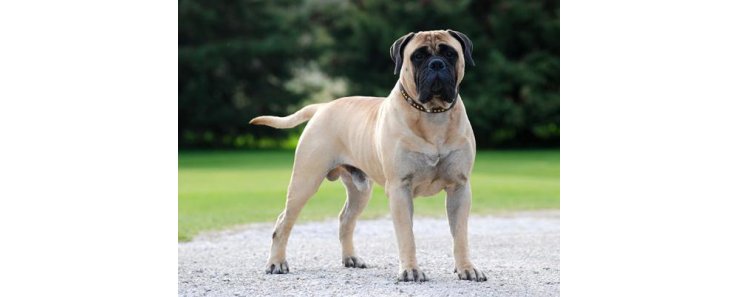 Бульмастиф (Ночная собака егеря) / Bullmastiff