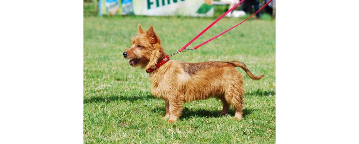 Австралийский терьер / Australian Terrier