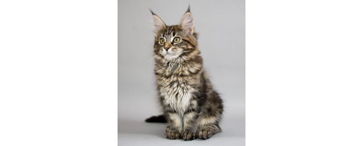 Мейн-кун (Американская енотовая кошка) / Maine Coon (American Forest Cat)