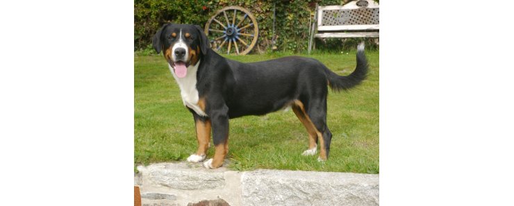 Энтлебухер зенненхунд (Энтлебухер) / Entlebucher Sennenhund (Entlebuch Mountain Dog, Entlebucher)