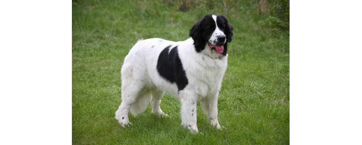 Ландсир / Landseer (Landrees Newfoundland)