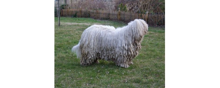 Венгерская овчарка (Комондор) / Komondor (Hungarian Komondor, Hungarian Sheepdog)