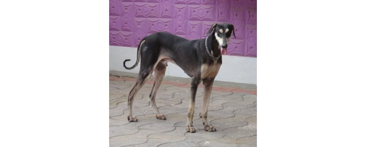 Рампурская борзая (Северо-индийский грейхаунд, рампур) / Rampur Greyhound