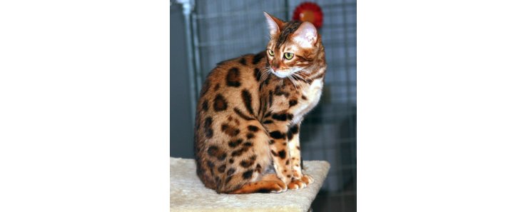 Бенгальская кошка (Бенгал) / Bengal Cat