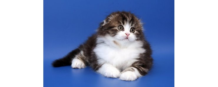 Хайленд фолд (Шотландская вислоухая длинношерстная кошка) / Highland Fold Cat