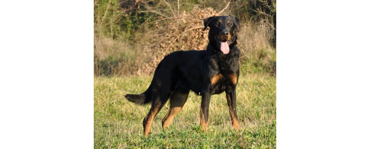 Босерон (Французская овчарка, овчарка из провинции Бос) / Beauceron (Berger de Beauce, Bas Rouge, French Shorthaired, Beauce Shepherd)