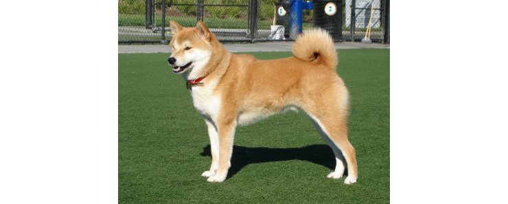 Акита-ину (Акита) / Akita Inu (Akita Jnu, Japanese Akita)