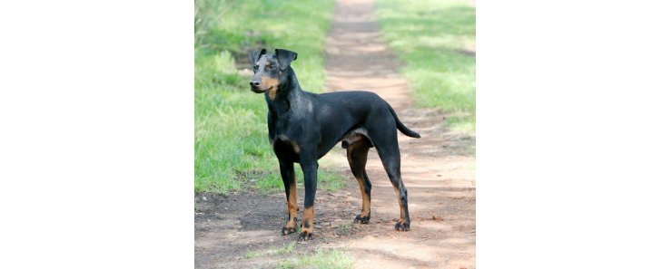 Манчестерский терьер / Manchester Terrier (Black and Tan Terrier)