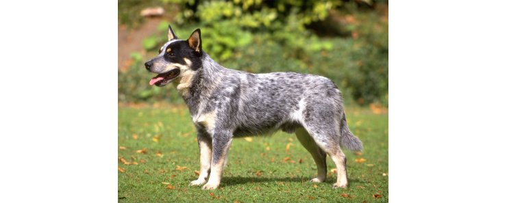 Австралийский хилер (Австралийская пастушья собака) / Australian Cattle Dog