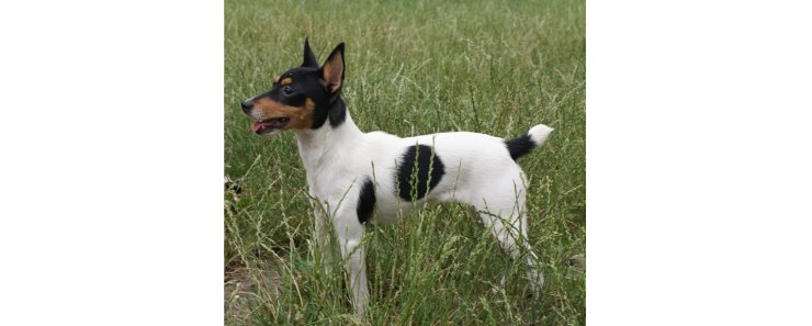 Американский той-фокстерьер / American Toy Fox Terrier