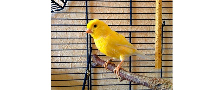 Немецкая певчая канарейка (Гарцский роллер) / German Roller Canary (Harz Roller Canary)