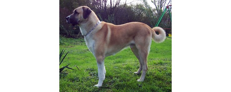 Анатолийский карабаш (Анатолийская овчарка) / Anatolian Shepherd Dog (Anatolian Karabash Dog)