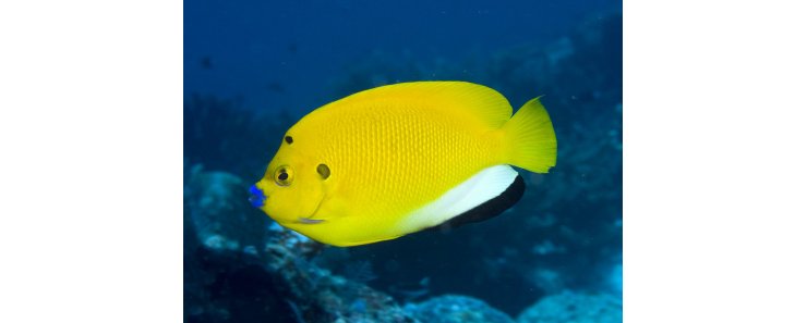 Аполемихт трехпятнистый (Синегубый ангел) / Apolemichthys Trimaculatus