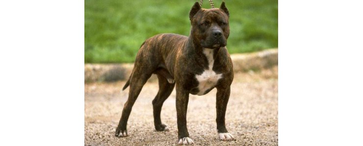 Стаффорд (Американский стаффордширский терьер) / American Staffordshire Terrier