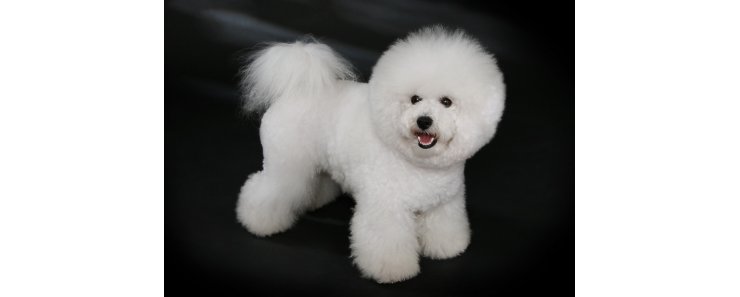 Бишон фризе / Bichon Frise (Bichon Tenerife, Tenerife Dog, Bichon a Poil Frise)