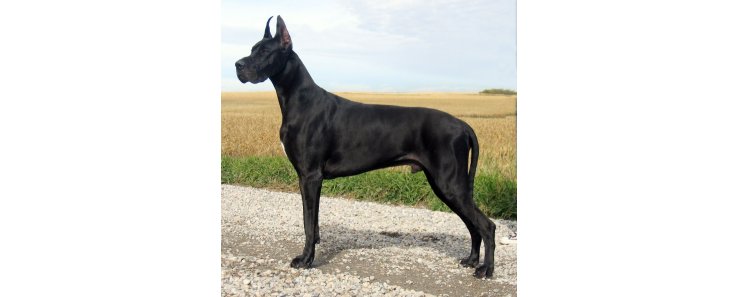 Немецкий дог / Deutsche Dogge (Great Dane, German Mastiff)