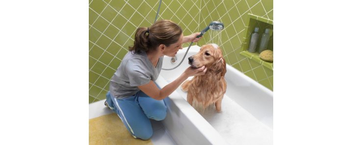 Чистка и мытье собаки. Приучение питомца к гигиене