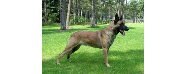 Малинуа (Бельгийская овчарка малинуа) / Belgian Shepherd Malinois (Malinois,  Belgian Malinois)