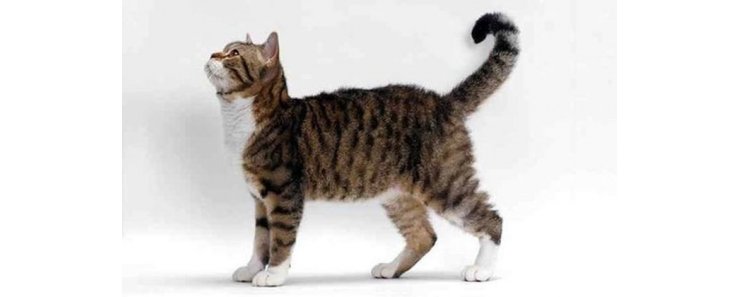 Американская жесткошерстная кошка / American Wirehair Cat