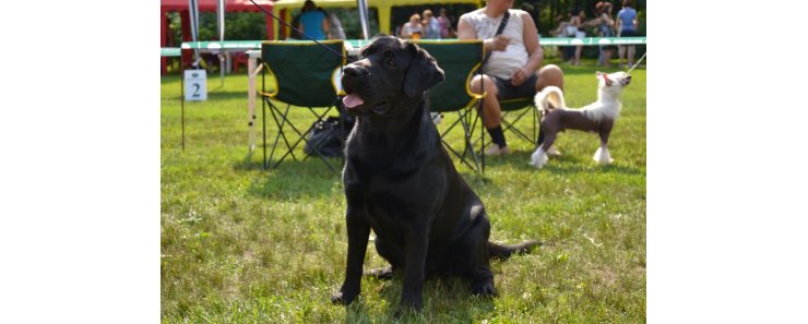 Гладкошерстный ретривер (Прямошерстный ретривер) / Flat-Coated Retriever