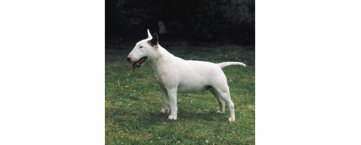 Бультерьер (Английский бультерьер) / Bull Terrier (Bully, Gladiator, English Bull Terrier)