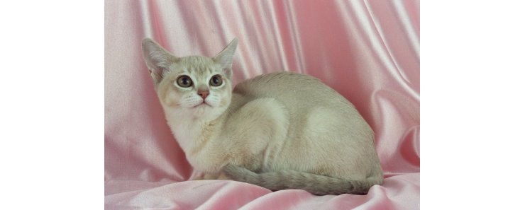 Бурмилла короткошерстная / Burmilla Shorthair