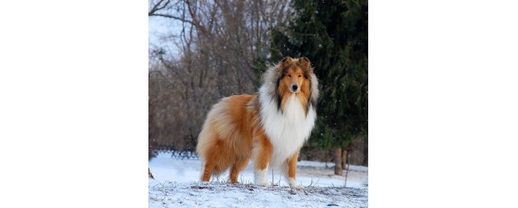 Колли длинношерстная (Колли жесткошерстная, длинношерстная шотландская овчарка, раф-колли) / Collie (Rough Collie, Scotch Collie)