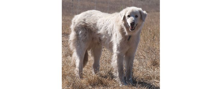 Акбаш (Турецкий акбаш, акбаш дог) / Akbash Dog