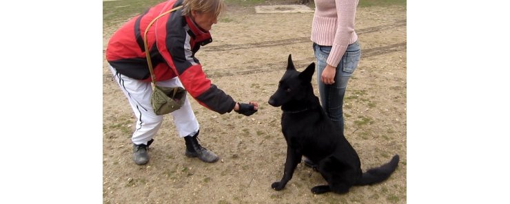 Приучение собаки к отказу от корма