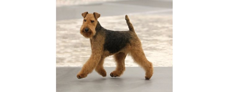 Вельштерьер (Уэльский терьер, вельш-терьер) / Welsh Terrier (Welshie)