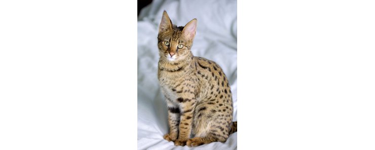 Саванна / Savannah Cat