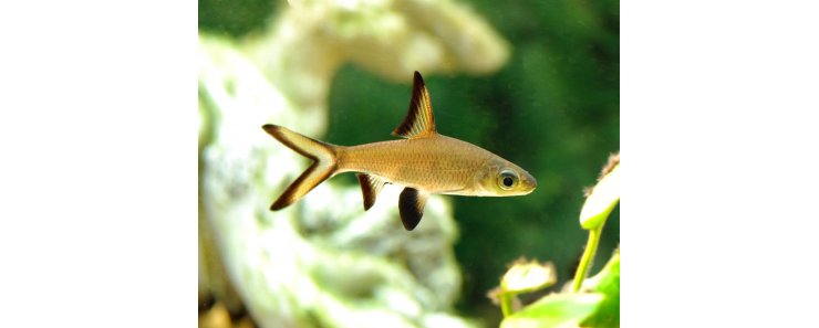 Акулий балу (Акулий бала) / Balantiocheilus Melanopterus (Barbus Melanopterus, Tricolor Shark, Silver Shark)